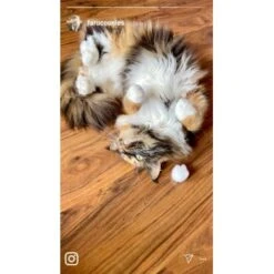 Kater Kasimir Premium Katzenminze, 60g Vorratspack (getrocknet, Geschnitten Und Gesiebt) -Hochwertiger Tierbedarfsladen 0a8ae32e60664223a1beefc94e9ac56208606b87 1408153 de DE adc4a873272fd6b5f96f57d3a5134693bfc5f272qXbFbT