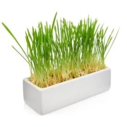 Canadian Cat Company Futterbar Cat Diner Grau/ Weiß -Hochwertiger Tierbedarfsladen 0e525574824550e168be02a6fecb7a609ed284ae 1360972 de DE a02d68c3a8d109b1266e955b4dfb6c9ffc1d2950Klvw73