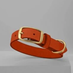 THE DOG IDEA Leder Halsband Orange M -Hochwertiger Tierbedarfsladen 12b037fcd21444157e1d45a6d5fe2ee513fb1836 1674196 de DE 5978bd7e64f16150cd3183d9e93e99db73128fa2XPyfWy
