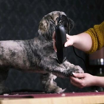 Moser Schermaschine Max 45 Inkl. ASK 4 Moser Schermaschine Max 45 Inkl. ASK – Bild 2