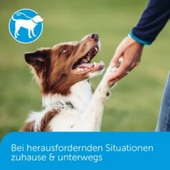 ADAPTIL Calm Halsband Anti Stress Erziehungshalsband S-M -Hochwertiger Tierbedarfsladen 18c946a752892f4e19b912cbebf4186fdea7e93c 1204441 5