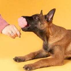 Smoofl Starterkit Für Welpen -Hochwertiger Tierbedarfsladen 1c0290eeb65a538b68be200e1783b2466923eadb 1452837 de DE StartPup 1