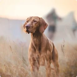 REAL NATURE Junior Pouch 6x300g -Hochwertiger Tierbedarfsladen 2a7e6cb20be89e03efc3fb044f52385d1267f3cd 1314110 de DE Real Nature Original Dog bild 3