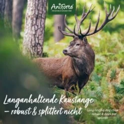 Aniforte Hochland Hirschgeweih Large -Hochwertiger Tierbedarfsladen 39f2a5ff6e53888c8c1695f466ea6e43e64cad4b 1656976 de DE 99c99505097d02177ff254d85e1c4aff420ff4f7Vy9IA6