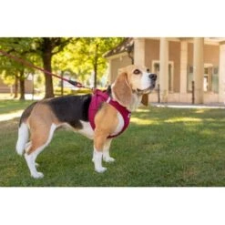 Curli Vest Harness Clasp Air-Mesh Grün XXXS -Hochwertiger Tierbedarfsladen 3b9abfbc9874e460fff62c18cadc5f17cd95dc04 1375075 de DE curli photoshoot 594