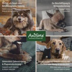 Aniforte Hochland Hirschgeweih Large -Hochwertiger Tierbedarfsladen 42055a2e1356dde0019593301c7d462f360c52a9 1656976 de DE d84b86f6c0b56d89b1a6d4b4d04765e994dd1b4c1pPLff