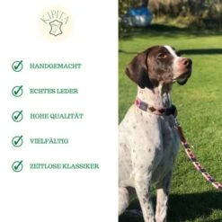 Kipita Polo Hundeleine Gentle -Hochwertiger Tierbedarfsladen 4c7d807d8dc9f13c021acc13ed364f071968f707 1410958 de DE ab73ccff7516f69dc6994bbfcac2aa883cd0ea252lbuCU