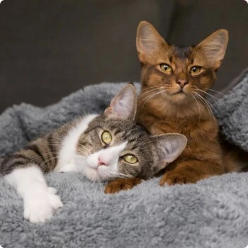 SELECT GOLD Kitten Geflügel Mit Reis 3 Kg 6 SELECT GOLD Kitten Geflügel Mit Reis 3 Kg – Bild 4