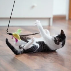 Schlitzohr Stabile Katzenangel Arnold 10 Schlitzohr Stabile Katzenangel Arnold -Hochwertiger Tierbedarfsladen 54841f5ca0a2f25f571ec7332a32c6e2a90e4e62 1484671 de DE 2194cc6dae193c9b0d821763f83834cddf74faa5pNGuUj