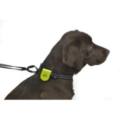 Dogs Creek Magnet-Element Merope Gelb -Hochwertiger Tierbedarfsladen 559f6391d0d4caaaa2d5e0ff6669e2c9e2d7470a a1b49744188993c21b12e7b7ca8108d89b0a9f0b