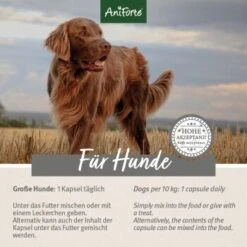 Aniforte Zecken Schild (10 Bis 35kg) Für Hunde 60 Kapseln -Hochwertiger Tierbedarfsladen 5d4c18b2293faf2e5564b5312e60cc2ae485fb29 1332832 de DE ffd45c07e5d1db9ca6ca2f6cb8b8fd03b27d87f7qF1J4e