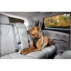 Kurgo Sicherheitsgeschirr XS -Hochwertiger Tierbedarfsladen 619516b10b1c8b18d6ea7d46179dd9d07183e503 a6b01c753702cf19a2c027a527b9c62fcb6429b2