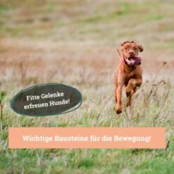 BeG Buddy Gelenk Fit Tabletten 11 BeG Buddy Gelenk Fit Tabletten -Hochwertiger Tierbedarfsladen 6218f467461529b33e78e061fd5bbfb6d1d2f7da 1457251 de DE a3695c7b63d65681a9295d83a6d1397da5c497d1Hm4zed