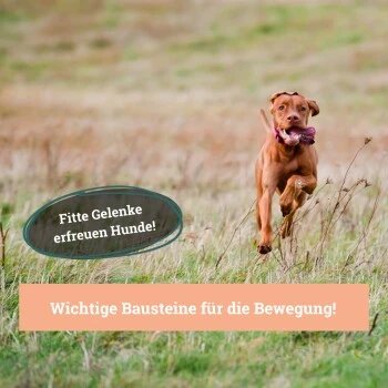 BeG Buddy Gelenk Fit Tabletten 5 BeG Buddy Gelenk Fit Tabletten – Bild 3