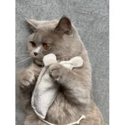 Kater Kasimir Premium Paket Mit 7 Beliebten Katzenspielzeugen Aus Naturmaterial 11 Kater Kasimir Premium Paket Mit 7 Beliebten Katzenspielzeugen Aus Naturmaterial -Hochwertiger Tierbedarfsladen 69d850d83d44dd51ee163b4ce9871d685e5144a3 1408152 de DE 5e0e2fa341f3b7f13618444c260f3bc5df86140eIfTKHQ