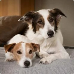 SELECT GOLD Sensitive Senior Huhn & Reis 6x400 G -Hochwertiger Tierbedarfsladen 6abb6915af23c615d0cf74853b0a3bb663e7931c 1096086 de DE 4 Select Gold Dog 1