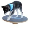 Altranet Fitpaws 20 Wobble Board -Hochwertiger Tierbedarfsladen 6b3bbaeae3c0382f7bb151c1300fff960559718a 171bdc7d3481e8a87f6249b6e8ad5cc44472b295