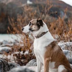 THE DOG IDEA Boho-Chic Halsband Mokka L 11 THE DOG IDEA Boho-Chic Halsband Mokka L -Hochwertiger Tierbedarfsladen 6b49a99aa143d54502c8eb3ec2408952c563ffa4 1485274 de DE 1df4c97abf7367170a94b9b3059f319b00fb78f7T5UAow