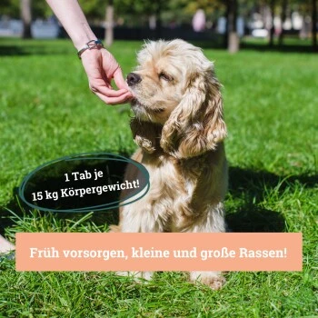 BeG Buddy Gelenk Fit Tabletten 4 BeG Buddy Gelenk Fit Tabletten – Bild 2