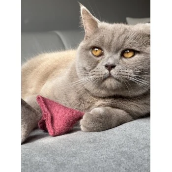 Kater Kasimir Premium Paket Mit 7 Beliebten Katzenspielzeugen Aus Naturmaterial 4 Kater Kasimir Premium Paket Mit 7 Beliebten Katzenspielzeugen Aus Naturmaterial – Bild 2