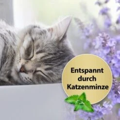 Felisept Home Comfort Beruhigungshalsband Für Katzen -Hochwertiger Tierbedarfsladen 7bbf26680b18bd9ac6a2a5db178d3c6707c14d47 1238279 de DE Felisept 1