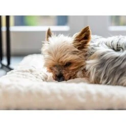 TrendPet Heaven Gefütterte Liegedecke Beige XS -Hochwertiger Tierbedarfsladen 7fadb1f3b675cc447952f25a50c4eaec3659ecf9 1247692 de DE 5a5934f7ad304a3b0994cac230736be20cd35855BE4V6X