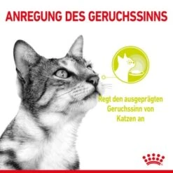 ROYAL CANIN SENSORY Smell In Gelee Für Wählerische Katzen 12x85g -Hochwertiger Tierbedarfsladen 8189732b9ae1a398fb4fb109d95a4bf54f9ea43e e98d42f060ba951a9dc658034746788da77dfcfd