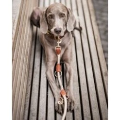 Freudentier Führleine 2m & 3-fach Verstellbar 12 Freudentier Führleine 2m & 3-fach Verstellbar -Hochwertiger Tierbedarfsladen 82c4c16600b55dad96f7e995c74cb66bd8f2d8b5 1496011 de DE 621b9f718972b0ac63a777999c0f3069752bf98d8ANo7T