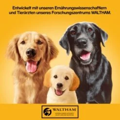 Pedigree Adult Plus 12x800g Rind Mit Fischöl, In Gelee -Hochwertiger Tierbedarfsladen 83319e8563c9412ee0d0712ccdbaed0926004086 1100620 de DE pedigree 1
