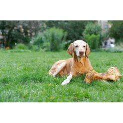 Irish Pure Giant Beef Bone -Hochwertiger Tierbedarfsladen 86b097faf9a0196246935fbf5ce74d2766656c5a 1288899 de DE 690203a5b936f847408528d712bec5c6f6352a69nUjHKg