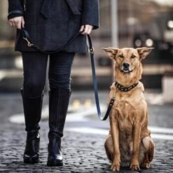 THE DOG IDEA Biothane Halsband Gold Schwarz XS -Hochwertiger Tierbedarfsladen 8ddedca011f4465b89a67cdd575d32d27528992a 1655410 de DE 01b2176a917ca11ea55be7a01d9a2ab678a246c6KAKUAt