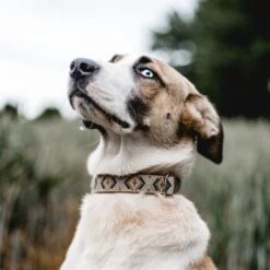 THE DOG IDEA Boho-Chic Halsband Mokka L 10 THE DOG IDEA Boho-Chic Halsband Mokka L -Hochwertiger Tierbedarfsladen 8f74ea3d739601b79e563fdb62f8ef3bc2feb824 1485274 de DE 46d925aa762dcb92971f56ec368f3d6e869ab635KGmVRv