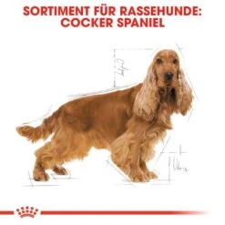 ROYAL CANIN Cocker Adult 12 Kg -Hochwertiger Tierbedarfsladen 93a5a430a150edce75a03736821b4a48f8c895f6 1061209 de DE rc 2