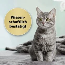 Felisept Home Comfort Set Diffusor + Flakon 45ml -Hochwertiger Tierbedarfsladen 9c015fbf97e9da0b9557db7ed4b82ab2943cb9e3 1667495 3