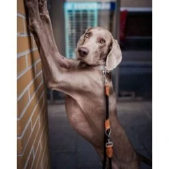 Freudentier Runde Hundeleine Aus Nylon -Hochwertiger Tierbedarfsladen 9cbd0550c75e6e7ab6562d5bbd4475b7b3c6b488 1427873 de DE 472ebf10a10bf729294893bbc003b2304641279cnmtH3L