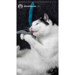 Kater Kasimir 3 Handgerollte Filzwürmchen Aus Schurwolle + 1 Mini-Flasche Katzenminze-Spray -Hochwertiger Tierbedarfsladen 9f7ff512709dd50e91c430c3ac3ef7ee598f1a2a 1409266 de DE 1fc0cc3c919dcaaf28a0e442859a52c0a2aaef43Mb7rqZ