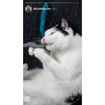 Kater Kasimir Premium Paket Mit 7 Beliebten Katzenspielzeugen Aus Naturmaterial 5 Kater Kasimir Premium Paket Mit 7 Beliebten Katzenspielzeugen Aus Naturmaterial – Bild 3