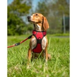 Lionto Hundegeschirr Rot S -Hochwertiger Tierbedarfsladen b36110c799ae8b48e91453dfba2cf3923ab67230 1505063 de DE f4b27822c8dfc1d44ba971771e45e3e175efd3938XcJsN