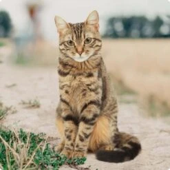 REAL NATURE Classic Kittenpaket 6x400g 9 REAL NATURE Classic Kittenpaket 6x400g -Hochwertiger Tierbedarfsladen bc56b458619aa86240780c2f64ff928db9b8da6b 1246887 de DE Real Nature Original Cat Bild 3