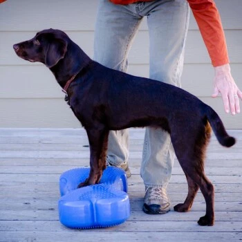 Altranet FitPAWS K9FITbone 4 Altranet FitPAWS K9FITbone – Bild 2