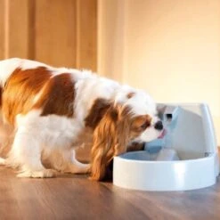 PetSafe Drinkwell Trinkbrunnen Original, 1,5 Liter -Hochwertiger Tierbedarfsladen cb67b5accb6fdd9ec3530e007fd4ef1689efc995 0a695b0c941d72c4fef9fa23bc6300c73cab799d