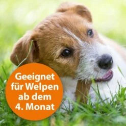 Ardap Spot-On Für Hunde M 12 Ardap Spot-On Für Hunde M -Hochwertiger Tierbedarfsladen cc8226a4311440444ba61845d05b9ea4b0fb5388 1150898 de DE eaa998d5d9a4dddabb20499675a876ce02b34af5Ub2MBM