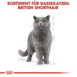 ROYAL CANIN British Shorthair 12x85g -Hochwertiger Tierbedarfsladen cef864a6d96bd724a83d6f9b8b025859b152e48f 162627d7285521633865f39e7637e23ccc5e9a86