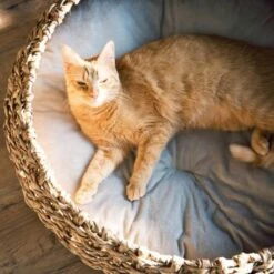 District 70 COCOON Natural M -Hochwertiger Tierbedarfsladen d1bca9000c27271741682ed9d9947040fa216679 010fccd4edaf289528235b12a94f95e756b71b5e