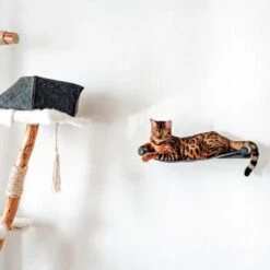 Canadian Cat Company Filz-Hängematte Für Die Wand -Hochwertiger Tierbedarfsladen d6982ed9d12e9d0cbfd4107464642cbf75290f16 1360996 de DE d8ac4e7927d3348063cd4288852ccba5cd28bc01nV0N95