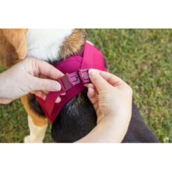 Curli Vest Harness Clasp Air-Mesh Grün XXXS -Hochwertiger Tierbedarfsladen d81b750194fc7063f3722337b027ef9b47a3b4dd 1375075 de DE curli photoshoot 601 1