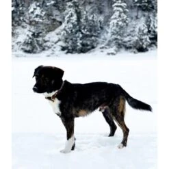 THE DOG IDEA Leder Halsband Braun M -Hochwertiger Tierbedarfsladen d8ca7bc3828d16074c5d827bcc0f58424320f84a 1674220 de DE df357a2df676d1e49242475e238a569ba819be80eocDGG