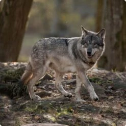 REAL NATURE Wilderness Adult High Ground 6x400 G 10 REAL NATURE Wilderness Adult High Ground 6x400 G -Hochwertiger Tierbedarfsladen d8df16d01d44eca47dceb4029baf88ff4ded8402 1248542 de DE Real Nature Wilderness Dog bild