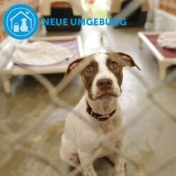 ADAPTIL Calm Halsband Anti Stress Erziehungshalsband S-M -Hochwertiger Tierbedarfsladen d9bbd74a63f2c6a012923d517365dbb7e82e2006 1204441 9