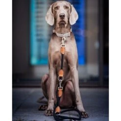 Freudentier Runde Hundeleine Aus Nylon -Hochwertiger Tierbedarfsladen e043e3babe1da676083594f11784249ed4e700a3 1427873 de DE 7614b620bfe486fc2f3e63c25887ac1926715cda6Q1ahb